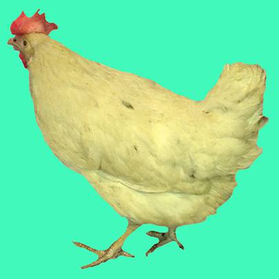 Śniadania w Papercut